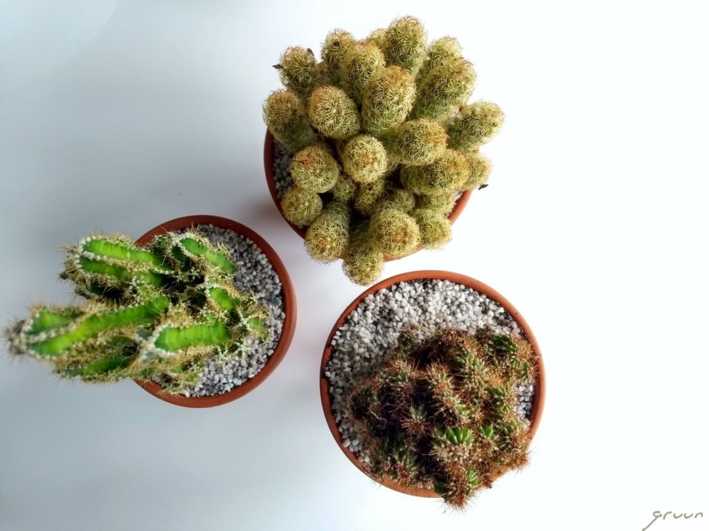 cactussen met speciale potgrond