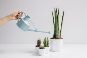 Plant water geven: cactus sanseveria