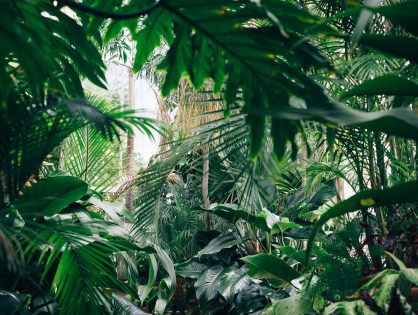 kamerplanten urban jungle