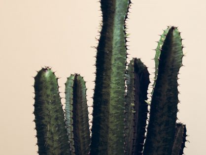 Euphorbia trigona, de cactus die er eigenlijk geen is