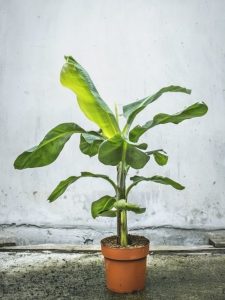 Musa of bananenplant