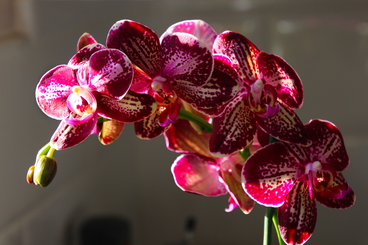 Orchidee verzorging
