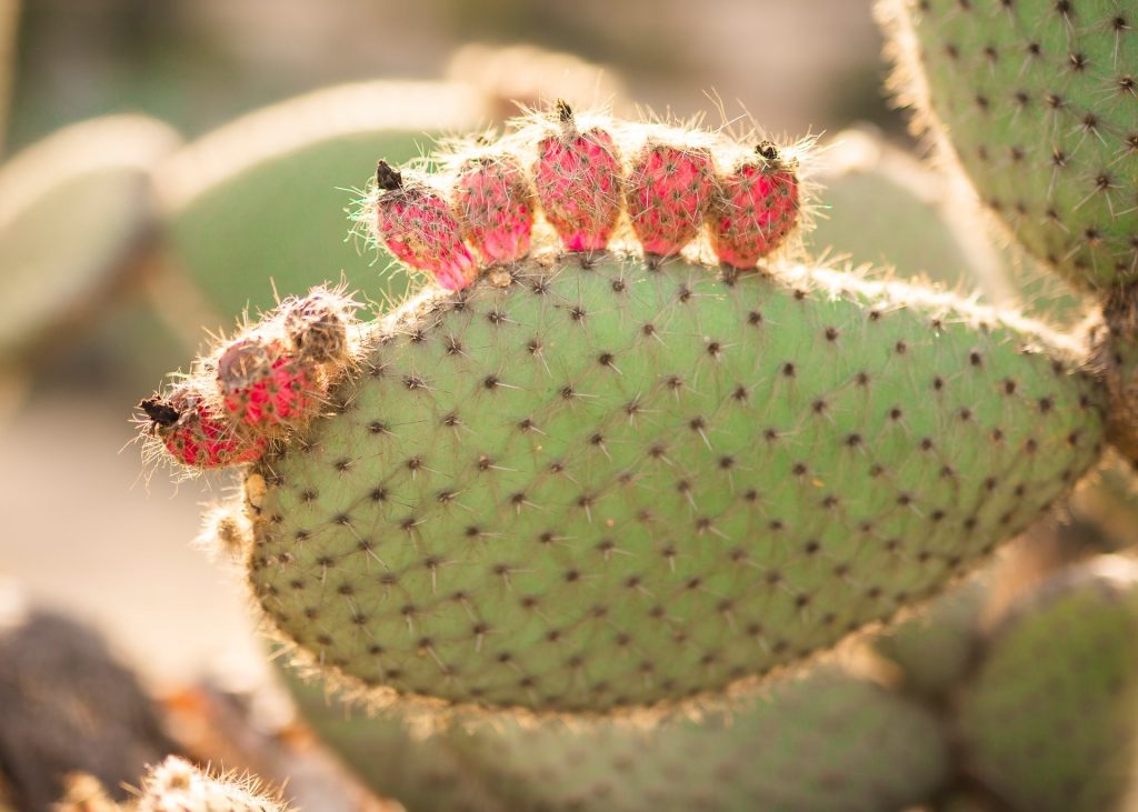 opuntia cactus