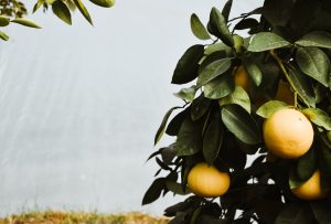 Fruitboom citrusvrucht