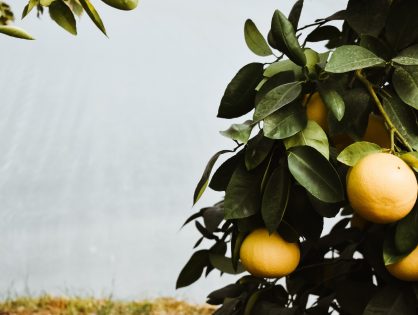 Fruitboom citrusvrucht