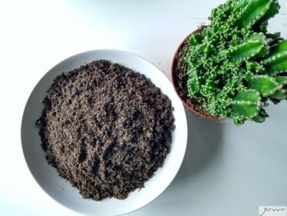 Zo maak je zelf je potgrond voor cactussen en vetplanten