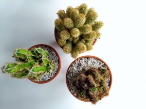 Cactussen met speciale potgrond en grind