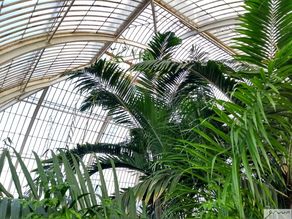 palmen in palm house