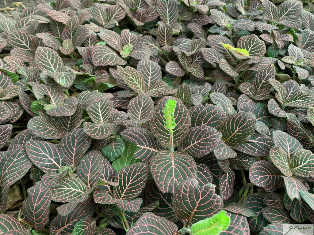 kruipende plant fittonia