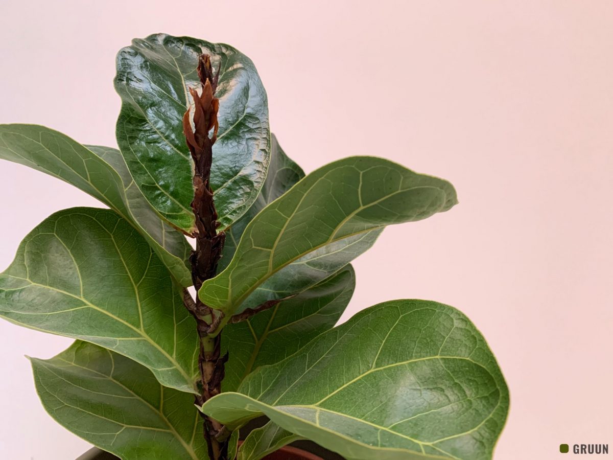 Meer groen in je woonkamer met de vioolbladplant of Ficus lyrata