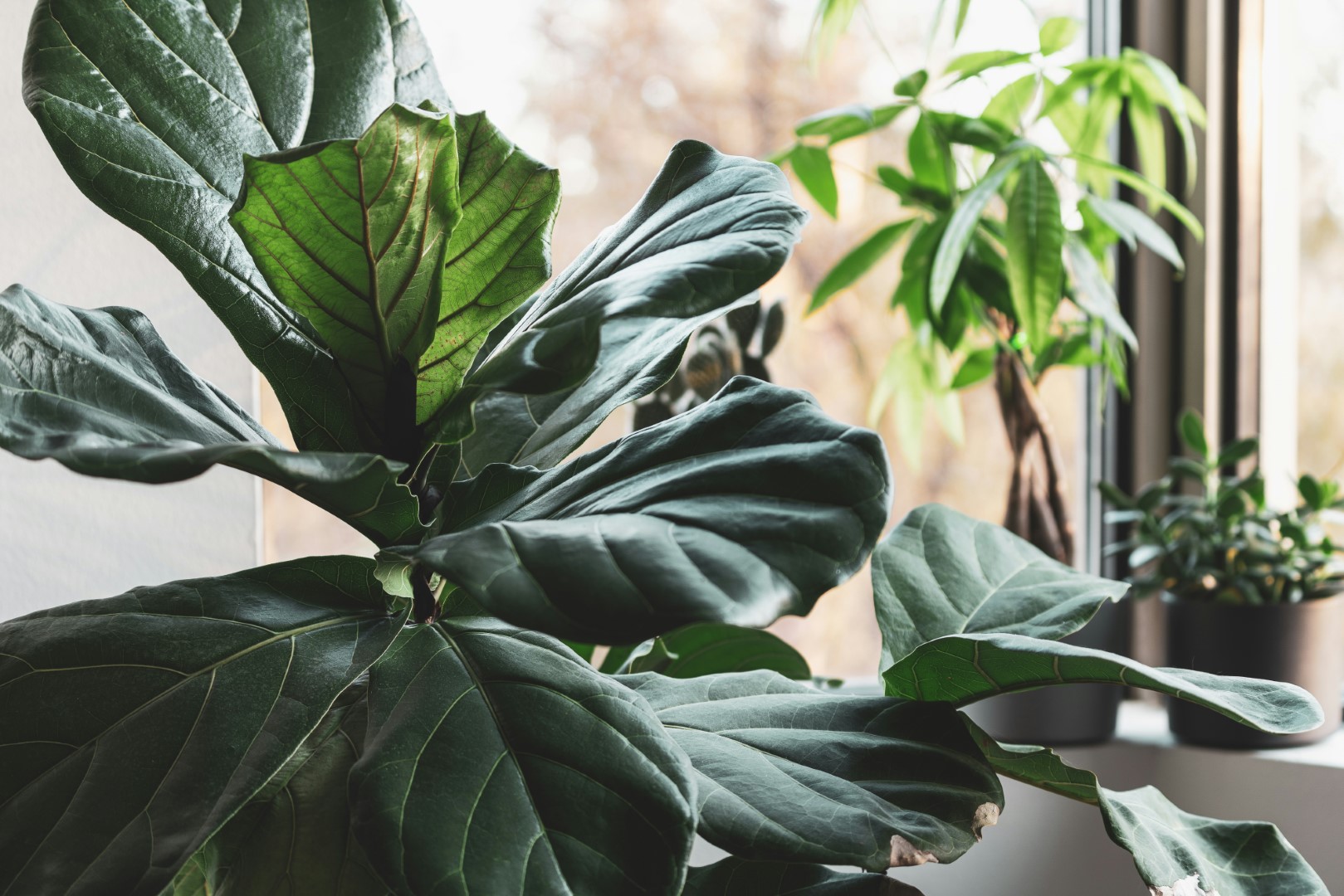 Meer groen in je woonkamer met Ficus lyrata (Vioolbladplant)