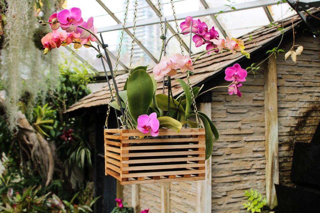 Orchidee in hangmand