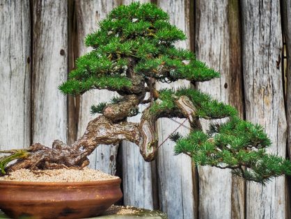 Bonsai: introductie in de wereld van miniatuurbomen (deel 1)
