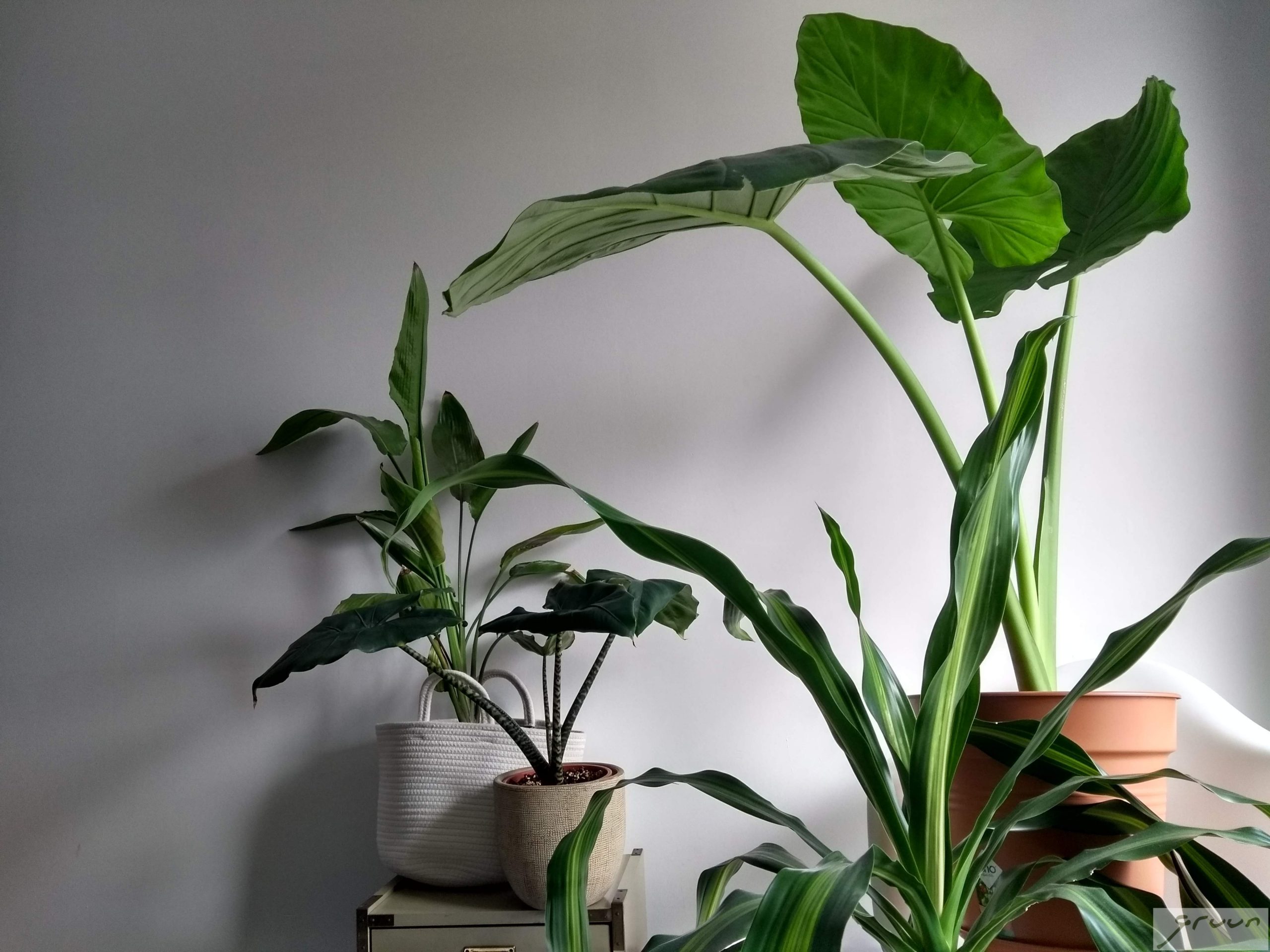 3 manieren om de luchtvochtigheid te verhogen voor je planten