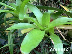 Bromelia (c) gruun