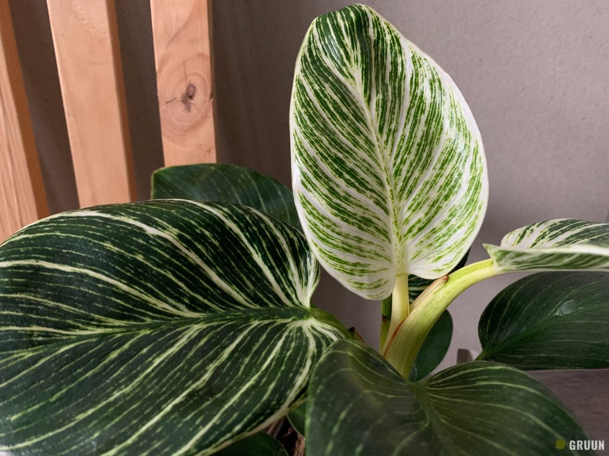 Philodendron White Measure (of Philodendron Birkin)