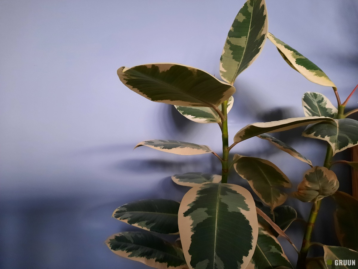 Ficus elastica snoeien: zo snoei je voor een mooie en volle plant