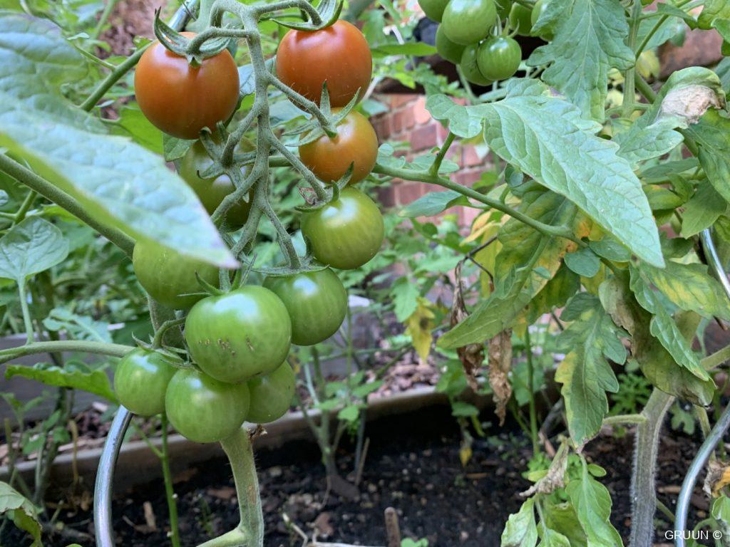 tomaat (c) GRUUN