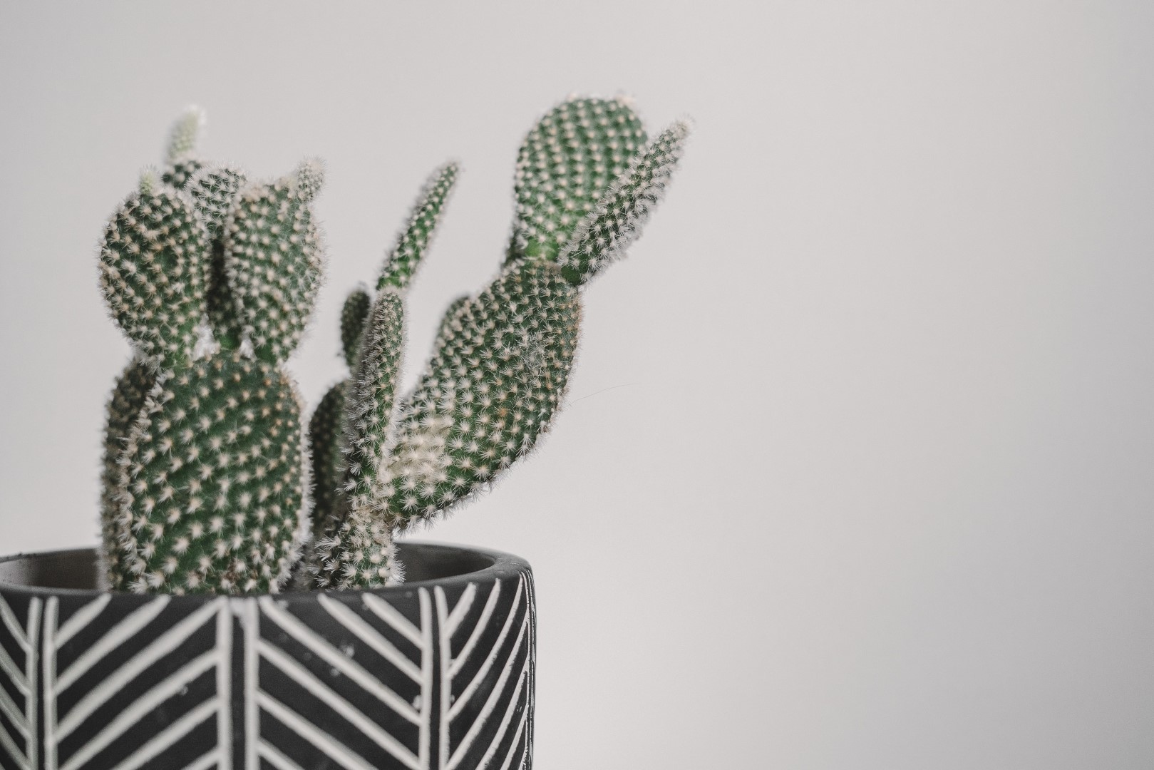Opuntia Microdasys ‘Bunny Ears’: zo zorg je voor de cactus met leuke oortjes