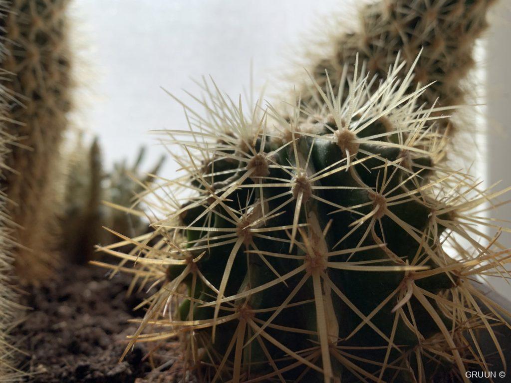 cactus (c) GRUUN