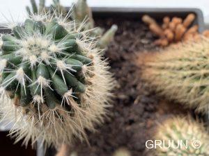 cactus (c) GRUUN
