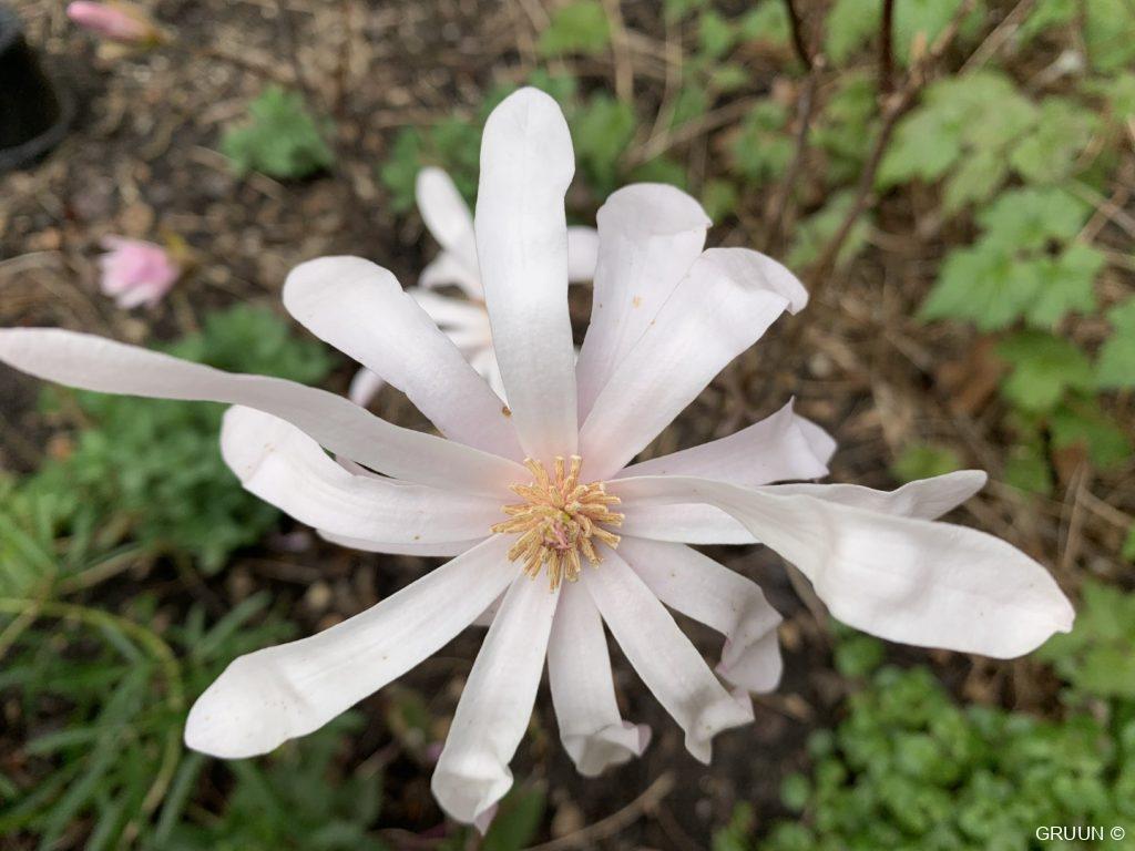 magnolia (c) GRUUN)