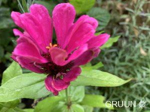 roze bloemen (c) GRUUN