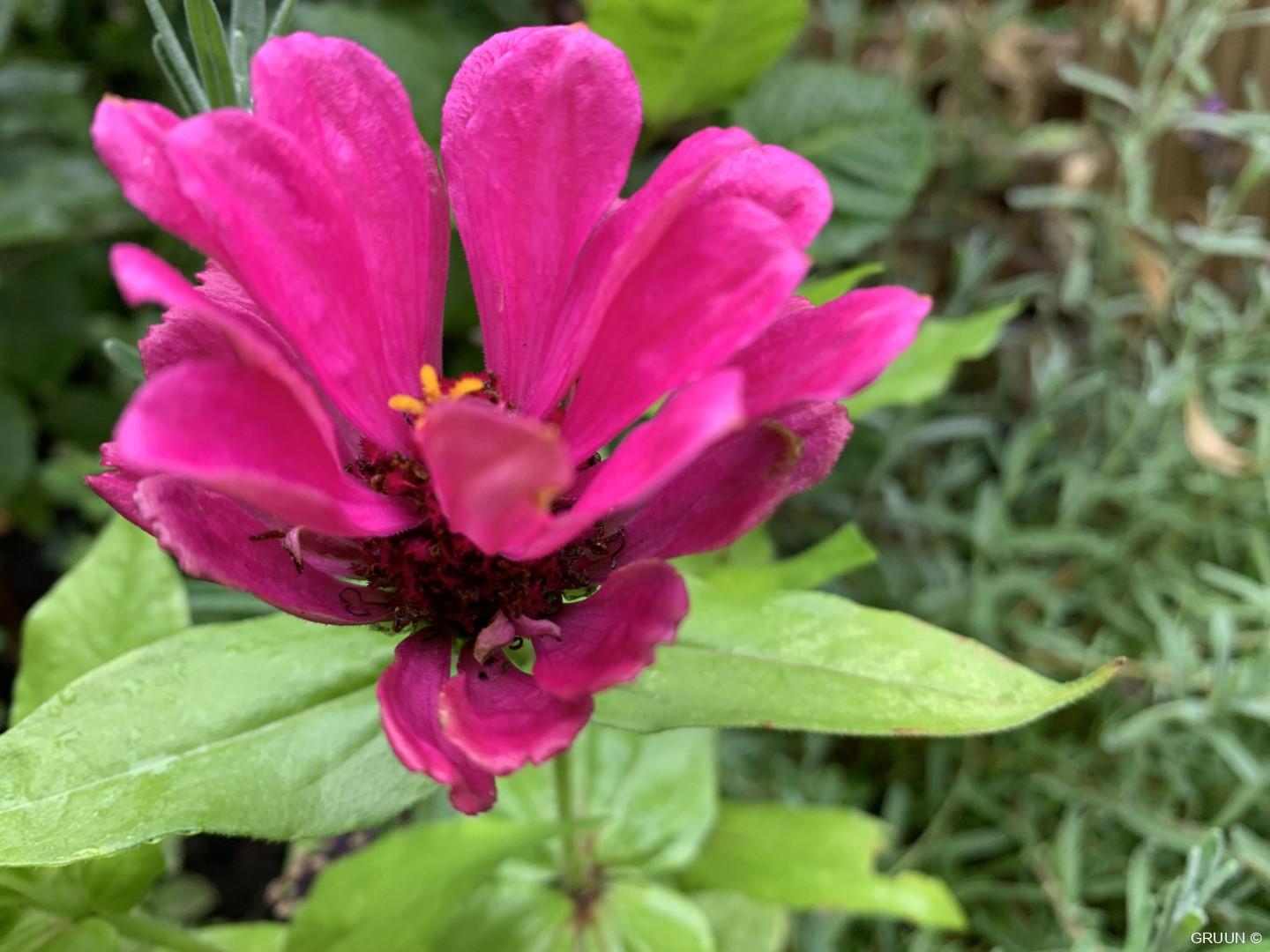 roze bloemen (c) GRUUN