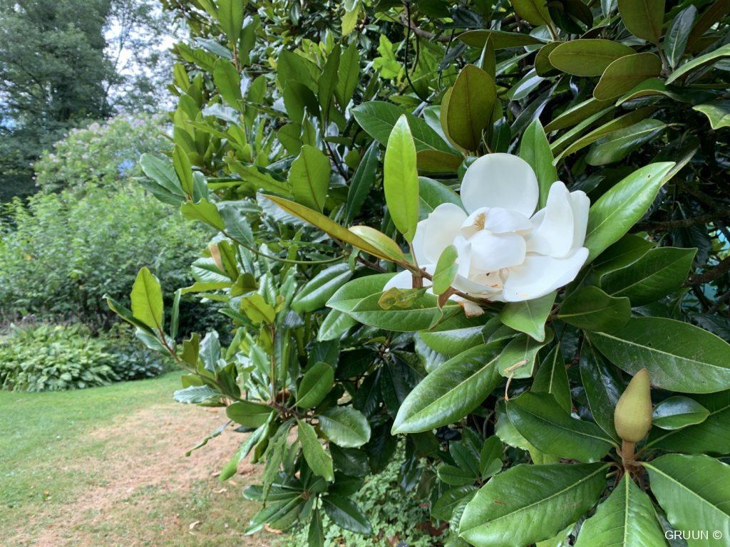 magnolia (c) GRUUN