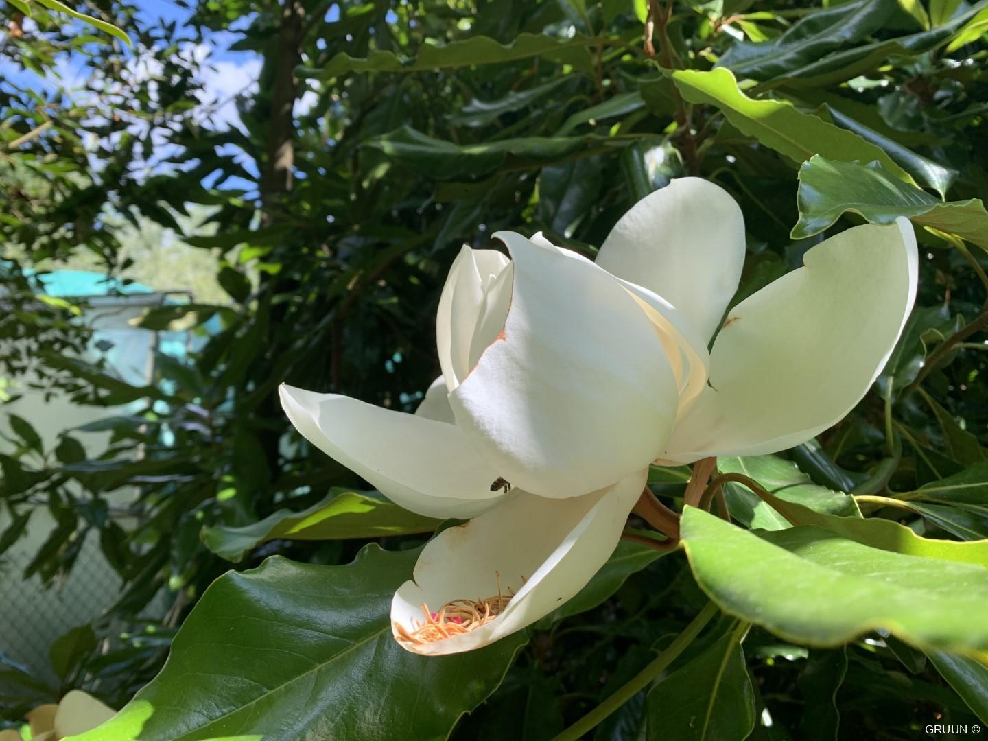 Magnolia, voorjaarsbloeier met eetbare bloemen
