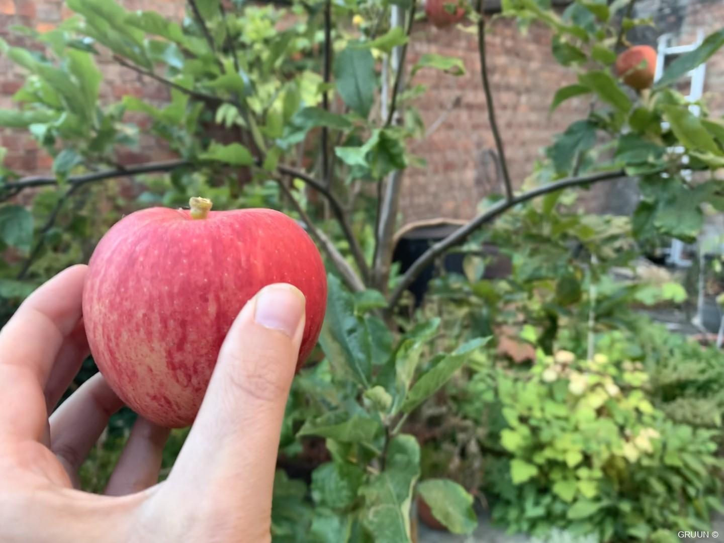 Een appelboom planten in je tuin