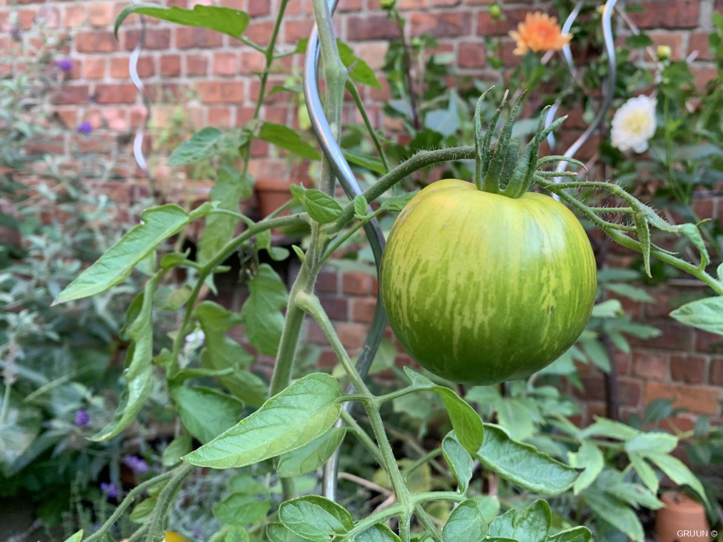 Tomatenzaden oogsten en Fermenteren
