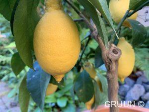 citrus citroenplant (c) GRUUN