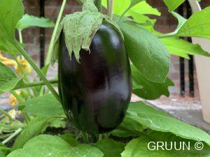 aubergine (c) GRUUN