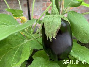 aubergine (c) GRUUN