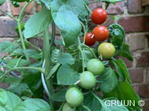 tomaten (c) GRUUN