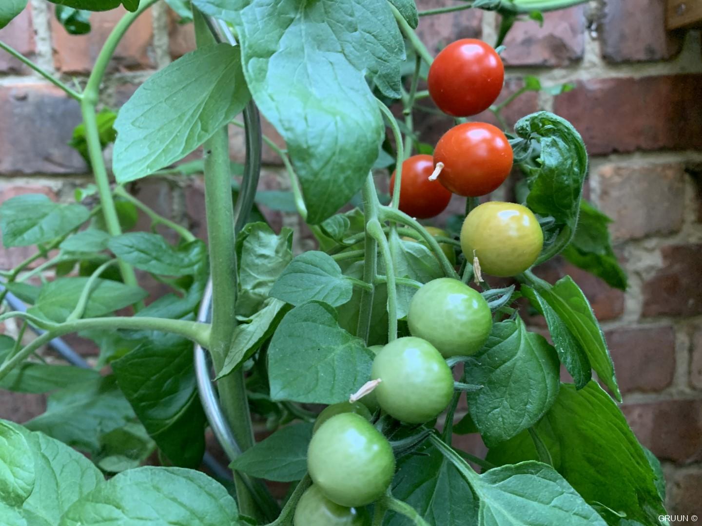 Tomaten: lekkers uit eigen tuin
