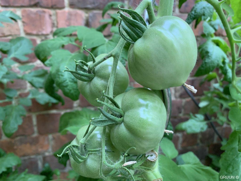 tomaat (c) GRUUN
