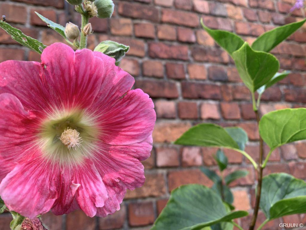 augustus in je tuin (c) GRUUN