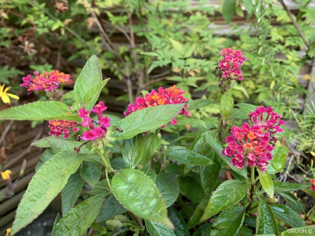 roze bloemen (c) GRUUN