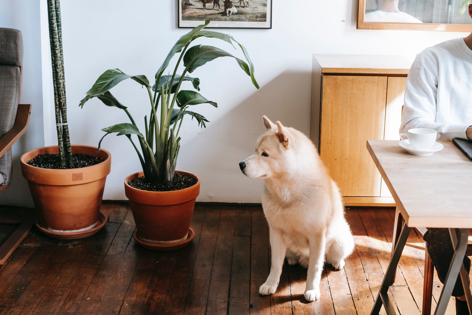 Mooie planten voor in huis: de juiste plant voor elke kamer