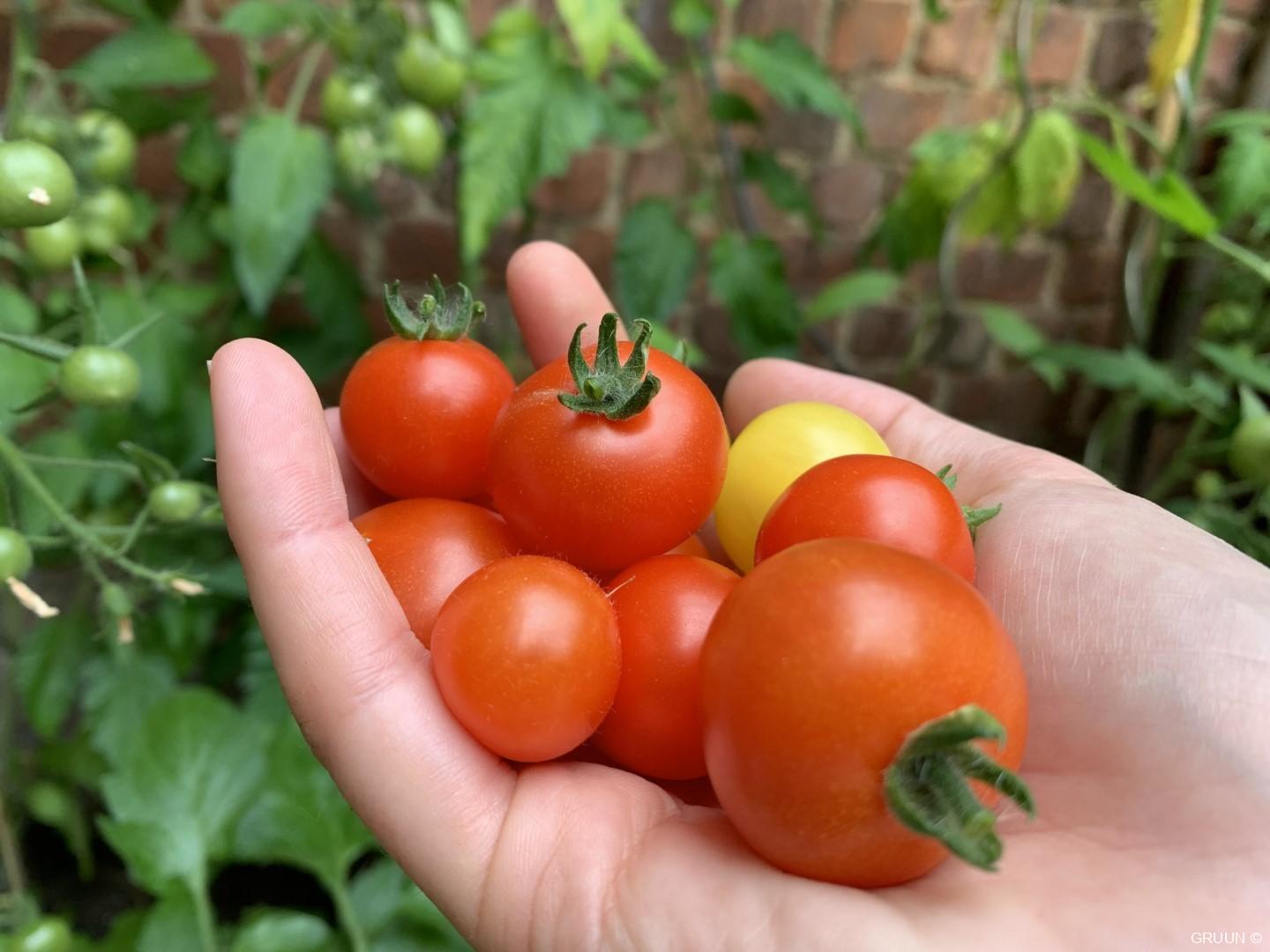 5 makkelijke planten voor je eetbare tuin