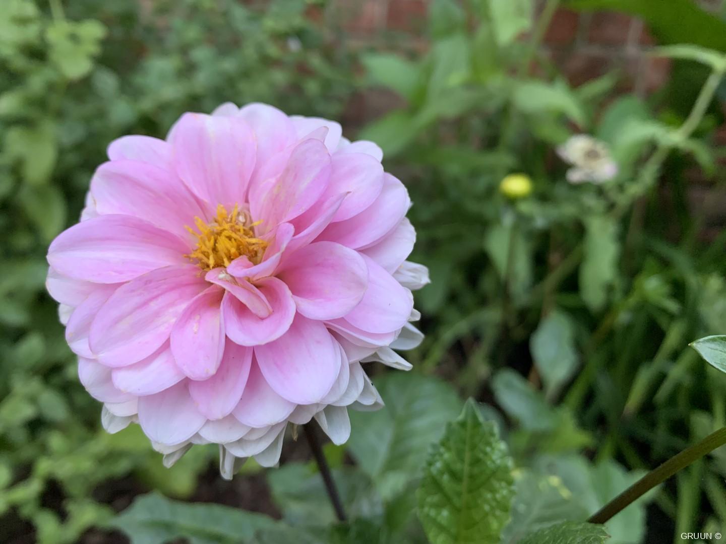 Vrolijke bloeier: zinderende Zinnia