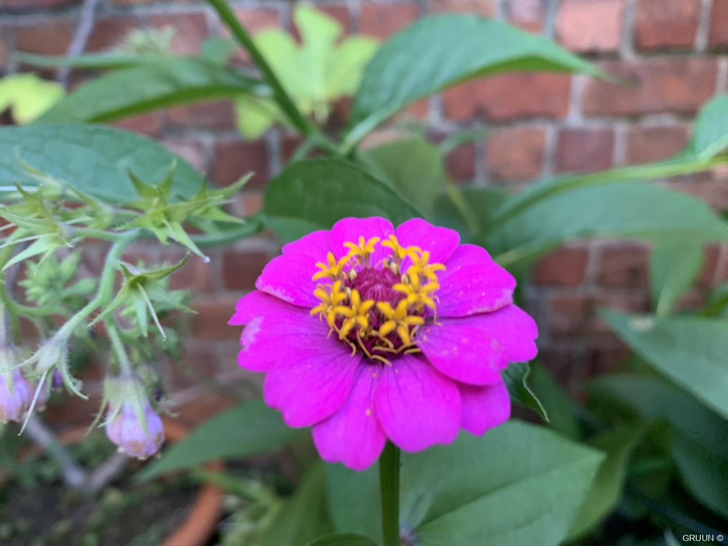 Vrolijke bloeier: zinderende Zinnia